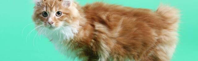 Američka bobtejl mačka "puca" od zdravlja: Na šapama "gaji" čuperke, voli povodac i virtuoz je u bežanju