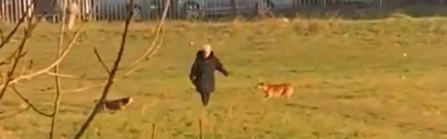 Novi Pazar: Psi lutalice nasrću na prolaznike (VIDEO)
