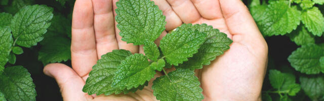 Začini koji smanjuju nadimanje i čiste kožu