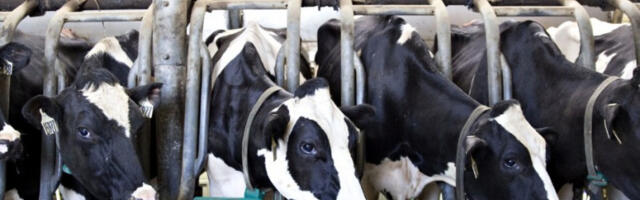 Американци у Еквадору фарму означили као мету нарко-картела