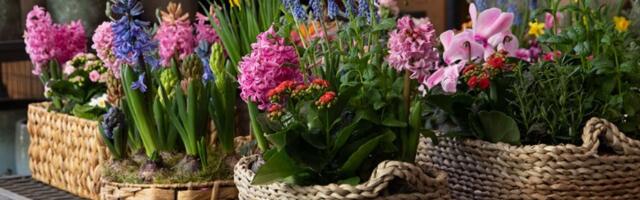 Napravite moćni rastvor od 30 dinara zbog kojeg će vam cveće bujati kao ludo