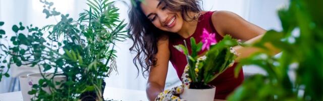 Cveće će bujati kao nikada pre - stavite jednu kap ovog sastojka