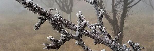 Niske temperature problem za voćare