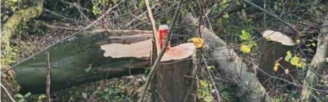 SSP: Isečeno 20 zdravih stabala na području Bajdine (FOTO)