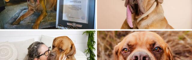 GINIS priznao novi rekord: Pas Ozi, mešanac buldoga i mastifa, ima NAJDUŽI JEZIK na svetu