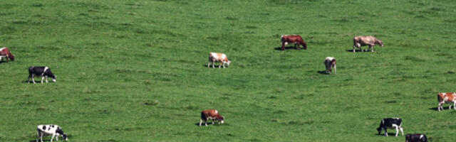 Држава мења правила за подстицаје у сточарству: Нови критеријуми и значајно већи износ помоћи