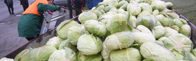 Božidar podelio sugrađanima 10 tona kupusa ispred opštine: “Nikada nije bila gora godina”