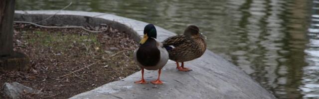 Danas u Novom Sadu hladnije