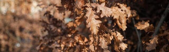 "Tata, šta je to badnjak?" Vic o Perici će nasmejati celu PORODICU - ni ne slutite šta je rekao, BOLEĆE VAS STOMAK