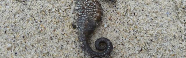 Misteriozni POMOR MORSKIH KONJIĆA kod Odese: Plaža Lanžeron zatrpana telima osušenih životinjica