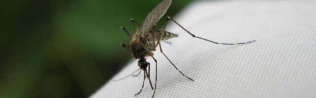 Čikungunja groznica u Evropi: Virus prenose komarci zbog klimatskih promena