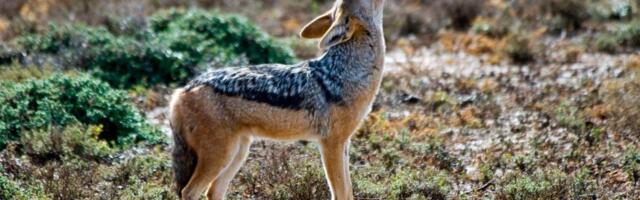 NEVEROVATNE AVANTURE ŠAKALA VASE! Zadivio stručnjake sa Biološkog fakulteta u Beogradu, impresivan plivač i maratonac! Savu preplivao dvaput?!