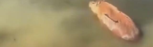 Povređena kapibara spasena iz jezera u Brazilu: Pogledajte šta su joj uradili, užas i neverica!