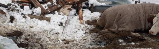 Pod težinom snega urušio se krov na štali, ugušile se tri krave, dok se veterinari bore za život četvrte (FOTO)