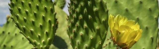 4 BILJKE KOJE NE TREBA DRŽATI U KUĆI! Evo i zbog ČEGA