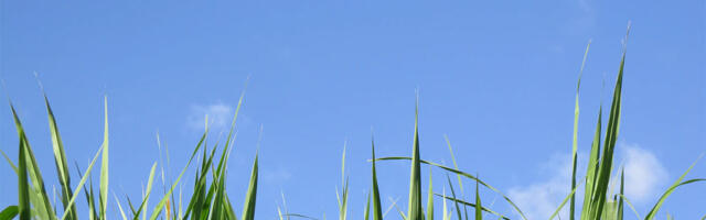 Sezona alergija počinje ranije i traje duže