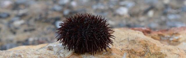 Zašto morski ježevi misteriozno nestaju širom sveta?