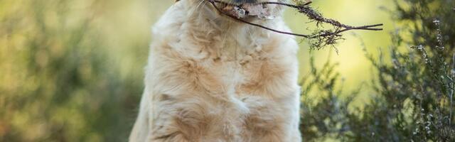 Pripazite, ovaj rizik vreba pse koji jedu sneg