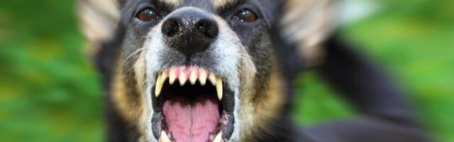 Komanda koja vas SPASAVA BESNOG PSA: Samo izgovorite OVO