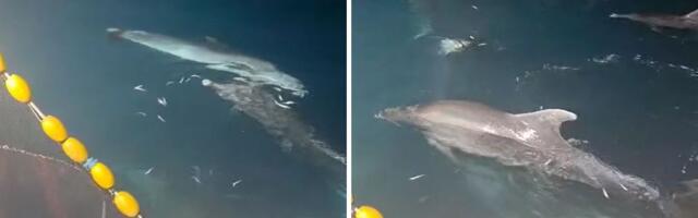 Delfini uhvaćeni u "akciji" kod Zadra: Snimak zapalio mreže! Dok se neki smeju, drugi šalju JASNU PORUKU