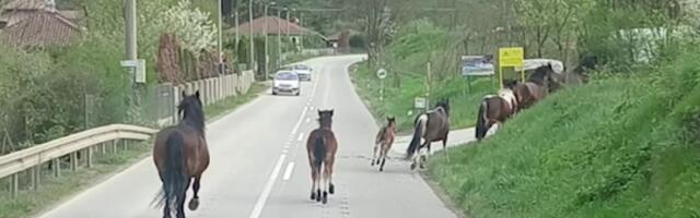 Gde ćeš, konju? Meštani Meljanice kod Kraljeva u velikom problemu