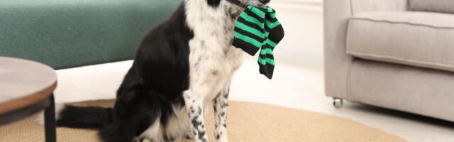 Psi najčešće gutaju OVE PREDMETE: Od čarapa do baterija, evo šta može biti KOBNO za vašeg ljubimca