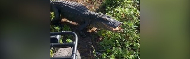 Presreo ga aligator: Rastužio ga?! (VIDEO)