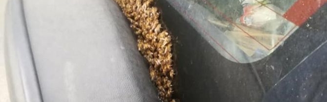 These "urban bees" made their hive inside a spare tire - and drove round Belgrade all day long