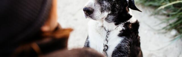 Rešena misterija: zašto psi zure u vlasnike kada vrše nuždu