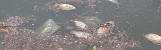 HOROR NA ZAPADNOJ MORAVI! Reka postala GROBNICA! Izbačeni somovi od 20 kilograma, jezive slike pomora ribe obilaze Srbiju! (FOTO)