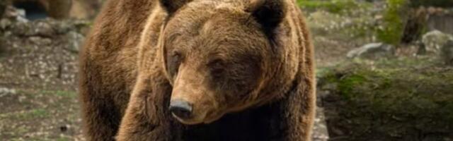 Meda Medeni sa Palića dao urnebesnu prognozu vremena! Svi kažu da je njegovo predviđanje najtačnije (SNIMAK)