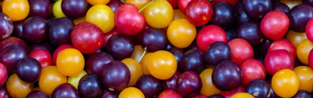 Džanarika: Divlja voćka sa ivice puta koja čisti creva, snižava pritisak i jača srce i krvne sudove