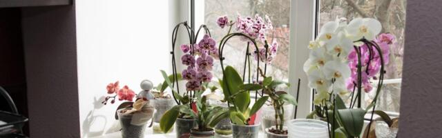 Evo kako da orhideja procveta kao nikad: 3 stvari koje treba da uradite u martu da spasite cveće