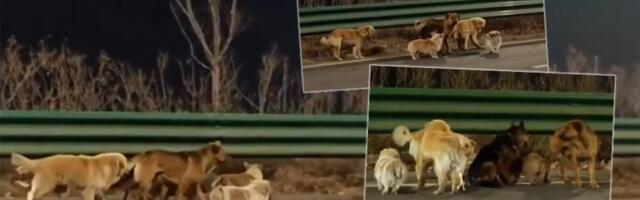 Heroji na 4 noge: Psi pobegli trgovcima mesa i pronašli put kući - pešačili 17 kilometara (VIDEO)