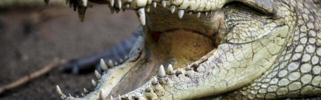 Индија разматра пуштање крокодила на граници са Бангладешом
