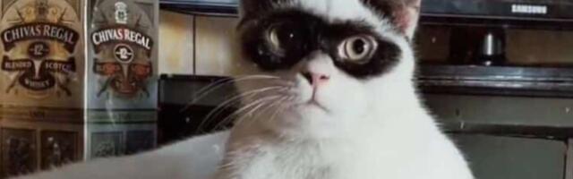 Zoro: Posebna mačka koja je ukrala srce 700.000+ pratilaca