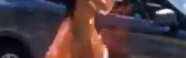 Otkriveno ko je gola devojka koja je kupovala lubenice na Pančevačkom putu