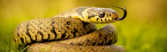 Ovo privlači zmije kao magnet - Odmah ga izbacite iz DVORIŠTA