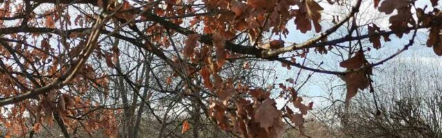 Apel Spomen-parka „Kragujevački oktobar” u Šumaricama sugrađanima da ne seku badnjake