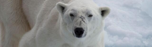 Ogrlice sa kamerama otkrile nepoznate navike polarnih medveda: Evo kako preživljavaju na -30 stepeni