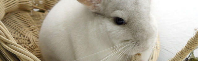 Nećete verovati šta ova činčila radi (VIDEO)