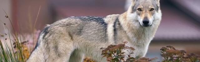 Većina pasa nosi vučji DNK: Dve rase se posebno izdvajaju - šok rezultati istraživanja