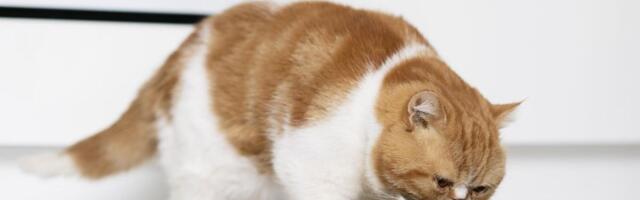 Kako brkovi postaju izvor stresa za mačku i šta možete uraditi da sprečite zamor i nelagodnost