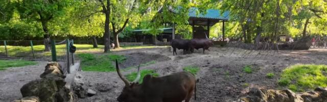 Narodni pokret Srbije zatražio utvrđivanje odgovornosti zbog stanja u Zoološkom vrtu Palić