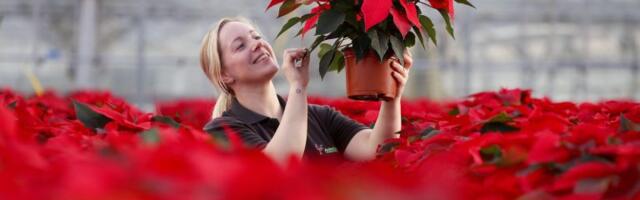 Šta je božićna zvezda i kako je sačuvati da ne uvene