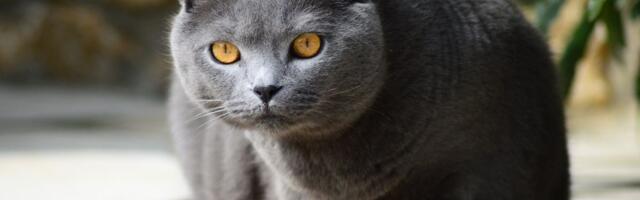 Kartuzijanska mačka: Ova "francuska lepotica" retko mjauče, a njeno sivo krzno ima fantastičnu osobinu