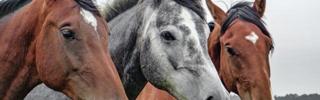 Nova studija: Konji zaista mogu da namirišu naš strah, a evo kakva je njihova reakcija