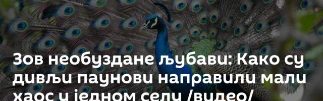 Зов необуздане љубави: Како су дивљи паунови направили мали хаос у једном селу /видео/
