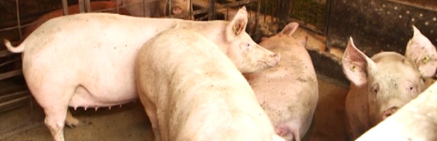 STOČARI OPREZ: AFRIČKA KUGA SVINJA U STOPANJI