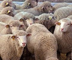 Koliko je važan odgovarajući odabir priplodnih grla u ovčarskoj proizvodnji